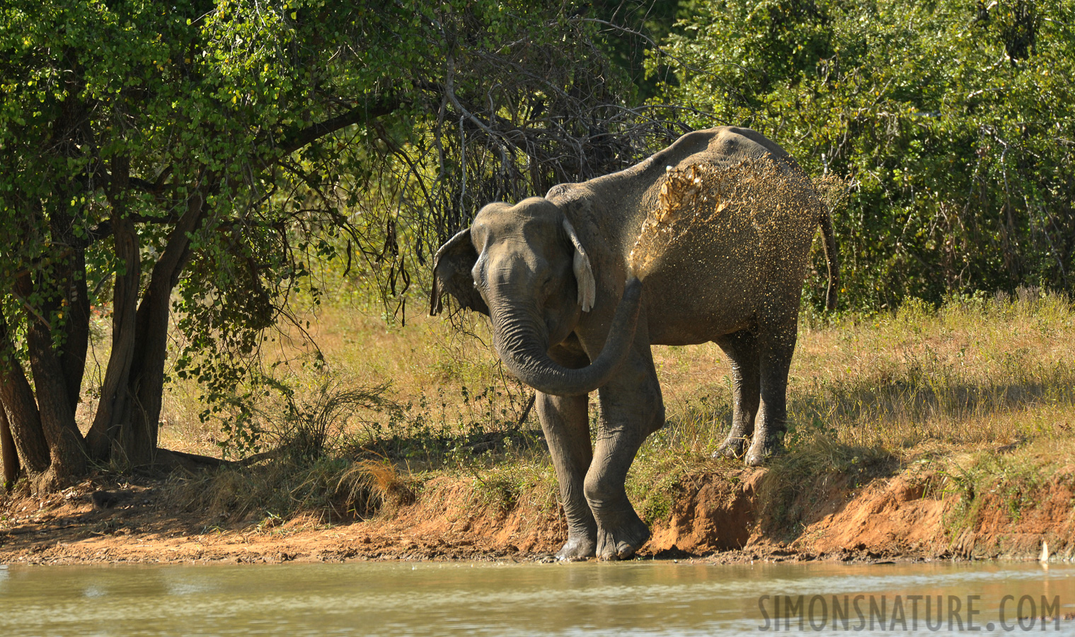 Elephas maximus maximus [550 mm, 1/500 sec at f / 8.0, ISO 800]